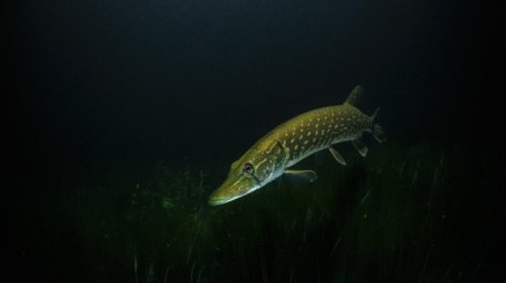 В Беларуси начал действовать запрет на ловлю щуки В Беларуси начал действовать запрет на ловлю щуки